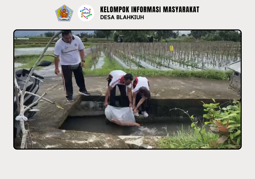 Penebaran Ikan di DAM Sudamala Banjar Ulapan II, Desa Blahkiuh - Image 7