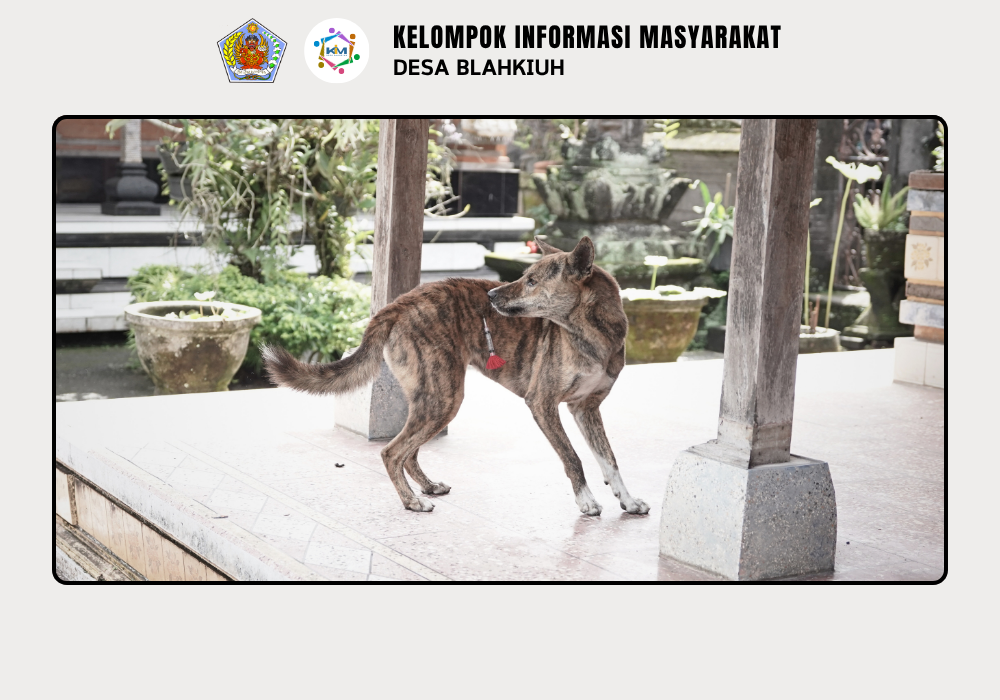Vaksinasi Rabies untuk Anjing di Wilayah Desa Blahkiuh - Image 9
