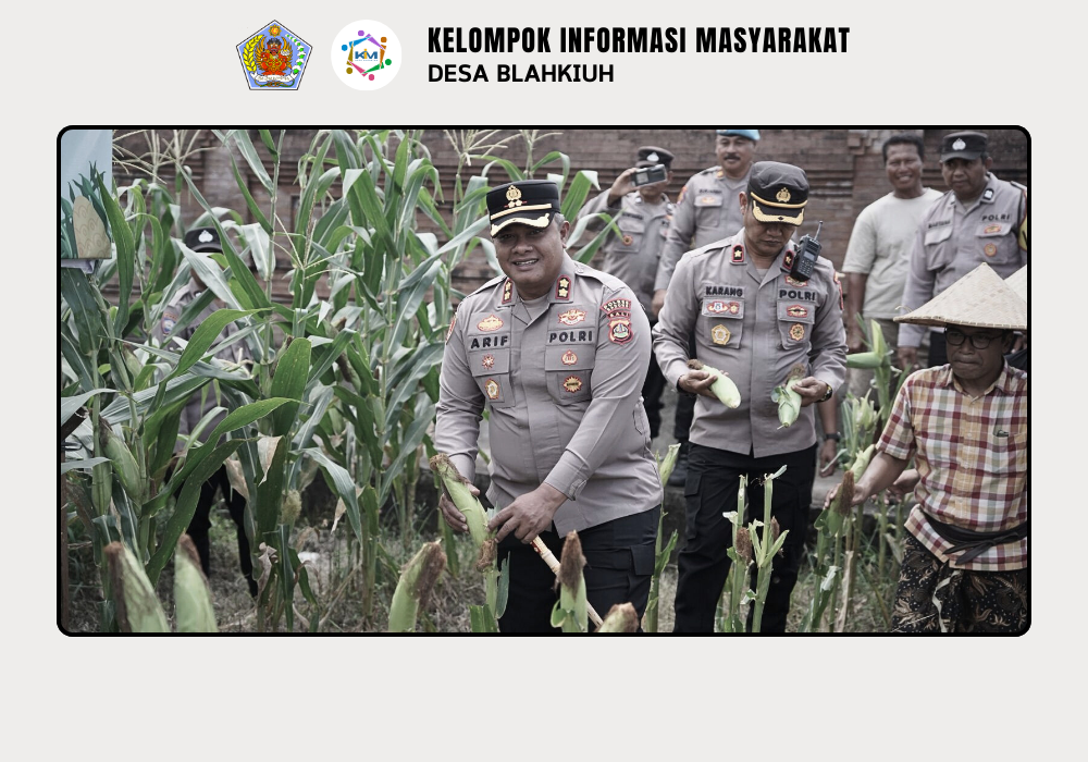 Panen Raya Jagung Serentak Kuartal III di Abiansemal Dukung Swasembada Pangan 2025 - Image 7