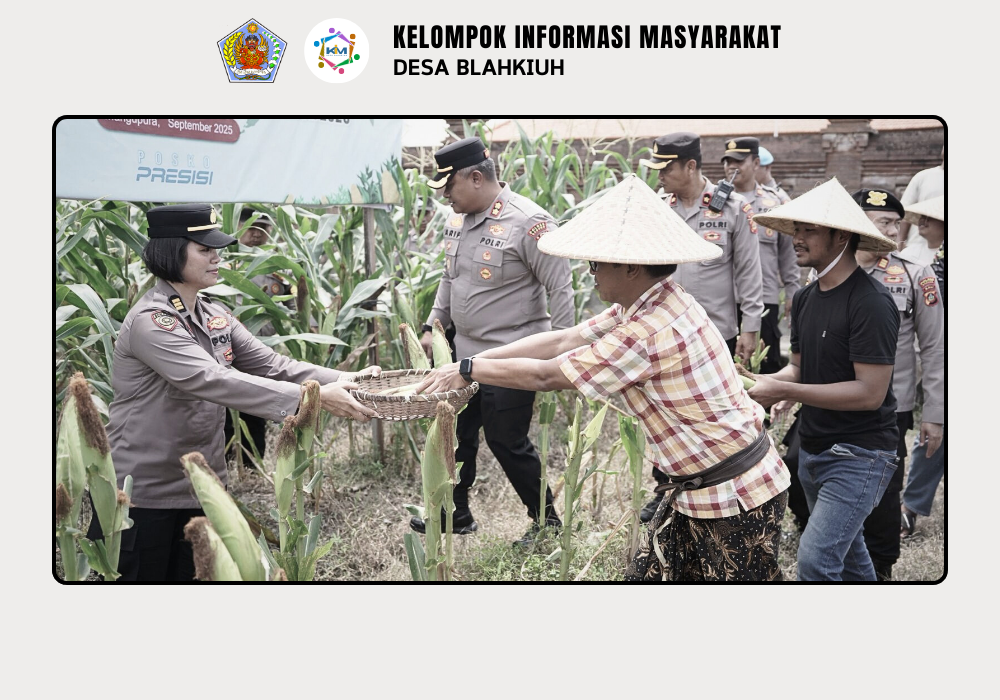 Panen Raya Jagung Serentak Kuartal III di Abiansemal Dukung Swasembada Pangan 2025 - Image 9