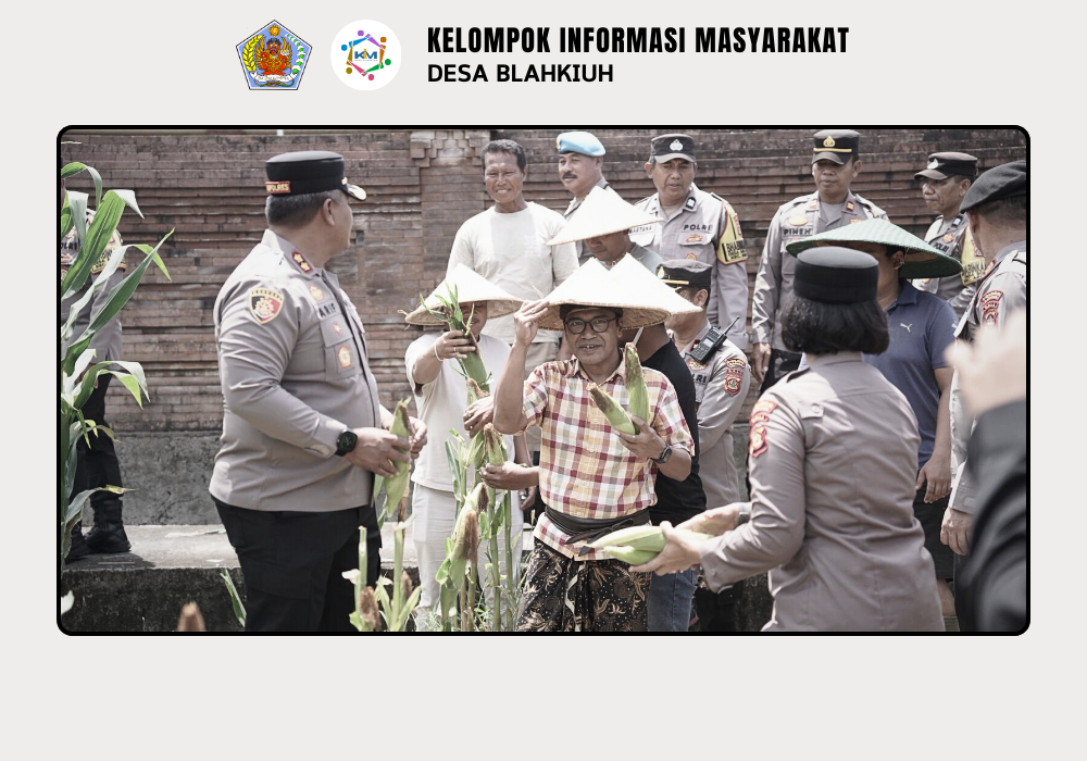 Panen Raya Jagung Serentak Kuartal III di Abiansemal Dukung Swasembada Pangan 2025 - Image 8